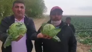 Правительство приняло решение по туркестанской капусте