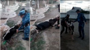 Спасение теленка в Туркестанской области сняли на видео