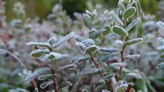 Снег и заморозки ожидаются в Казахстане