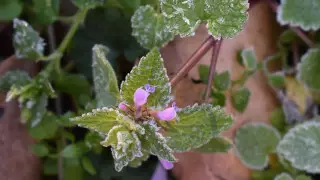 Заморозки ожидаются в Нур-Султане