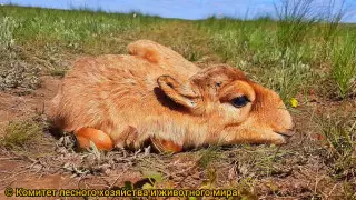 Новорожденных сайгачат сфотографировали в Казахстане