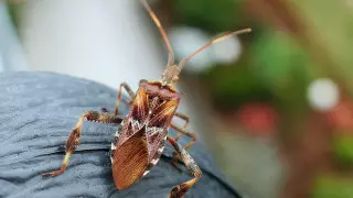 Как будут травить клопов-вонючек в Алматы