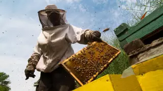 Терещенко рассказал, как пчеловоды могут создать новые рабочие места