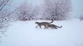 "Фильм" о жизни обитателей гор Алматы во время карантина опубликовали в Сети