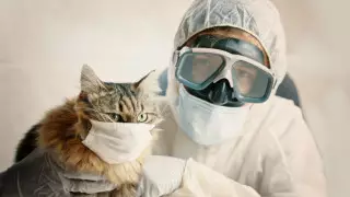 Кошки могут заражать друг друга коронавирусом - исследование