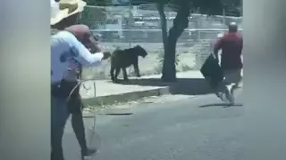 Сбежавшего тигра ловили с помощью лассо и стула в Мексике