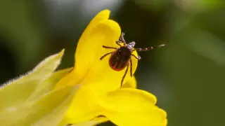 На нашествие клещей пожаловались алматинцы
