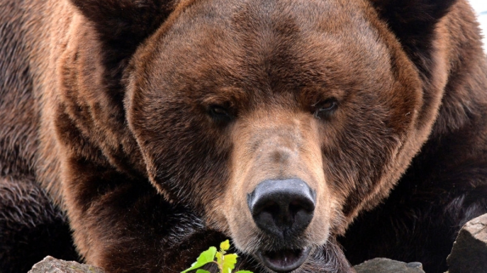 Нападение медведя на россиянина попало на видео