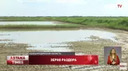 Посевы риса под угрозой гибели в Кызылординской области