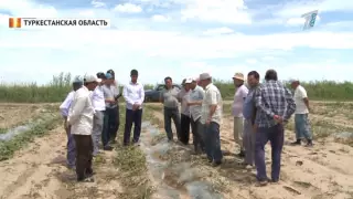 Фермеры теряют миллионы тенге из-за града в Туркестанской области
