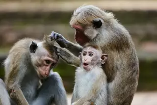 Ученые научились контролировать разум обезьян