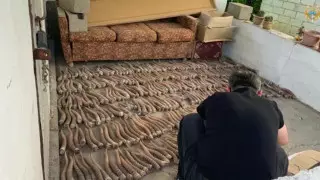 В ЗКО задержаны браконьеры с 434 рогами сайгака