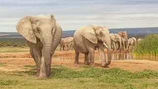 Слоны массово гибнут в Африке