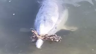 В Австралии дельфин обменивает подарки на еду