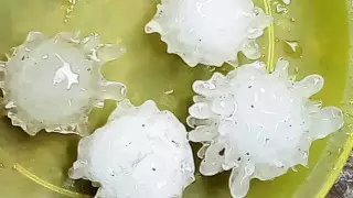 "Коронавирусный" град выпал в Мексике