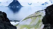 Антарктида покрывается зеленым снегом