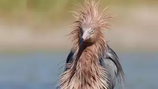 Птица с "карантинной прической" и танцующий медведь. 15 забавных фотографий животных