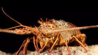 Суперспособности обнаружили у лангустов океанологи