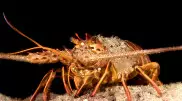 Суперспособности обнаружили у лангустов океанологи