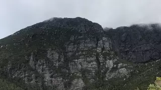 Найдено последнее видео с вымершим 84 года назад волком