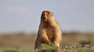 Американские спутники проследили судьбу сурков Казахстана