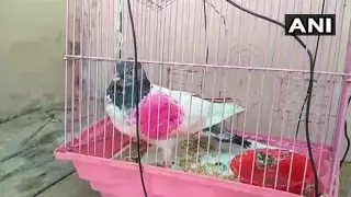 Голубя подозревают в шпионаже в Индии