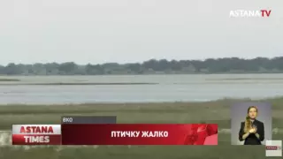 Cотни мертвых диких уток нашли на озере в ВКО