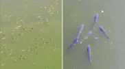 Странное поведение рыбы объяснили некачественной водой в Есиле