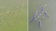 Странное поведение рыбы объяснили некачественной водой в Есиле