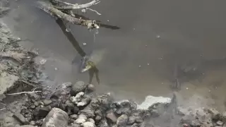 Рыба дохнет в почерневшей реке Талгар в Алматинской области