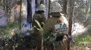 Лесной пожар произошел в ВКО