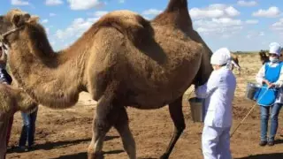 Сухой порошок из верблюжьего молока начнут производить в Кызылординской области