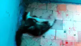 "Все стены в крови": кота жестоко убили в Караганде