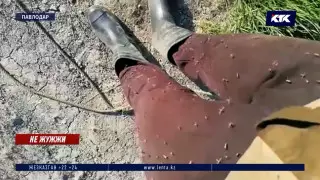 "Собаки воют, коровы мучаются": насекомые атаковали село близ Павлодара