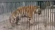 Измученную тигрицу сняли на видео в зоопарке Караганды