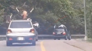 Опасную езду устроили выпускники в Алматы