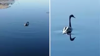 Лебедя, плавающего в нефтяных отходах, сняли на видео в Мангистау