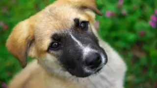 Сельчанин до смерти забил соседскую собаку в Атырауской области