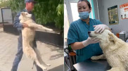 Собаку, которую душили дверцей в Атырауской области, хотят забрать в США