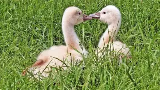 Полиция Лондона разыскивает бегуна, пнувшего птенца лебедя в парке