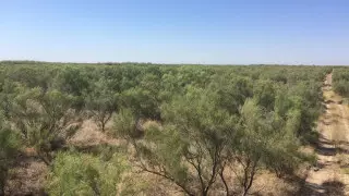 Саксауловый лес высадили на месте высохшего Аральского моря