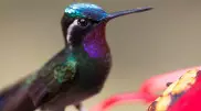 Колибри видят цвета, недоступные человеку - ученые