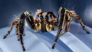 Пауков и тараканов отправляли сотрудники eBay критикующим компанию блогерам