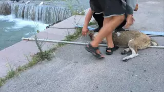 Щенок умер из-за провода, опущенного в реку Алматинка