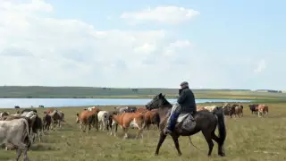 49-летняя рабыня пасла скот в Актюбинской области
