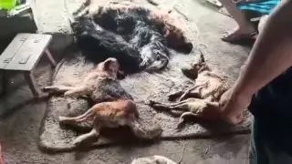 Собак жестоко убили в приюте в Алматинской области