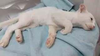 Подросток выбросил котенка из окна в Нур-Султане