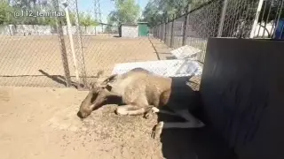 Пойманный в Темиртау лось умер в зоопарке