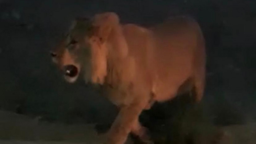 Владельцу гулявшего по Актау льва грозит тюремный срок