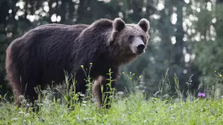 Медведя приговорили к смертной казни в Италии